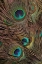 Picture of PEACOCK FEATHERS IV
