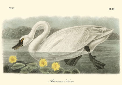 Picture of AMERICAN SWAN