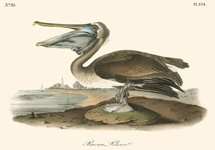 Picture of BROWN PELICAN