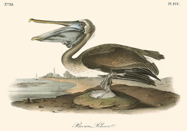 Picture of BROWN PELICAN