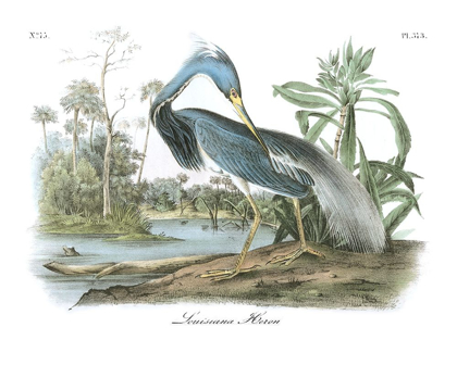 Picture of LOUISIANA HERON