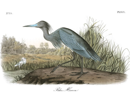 Picture of BLUE HERON