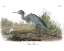 Picture of BLUE HERON