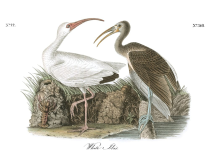 Picture of WHITE IBIS