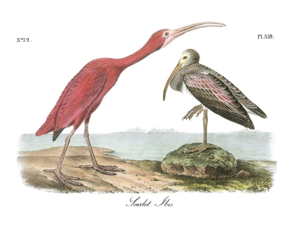 Picture of SCARLET IBIS