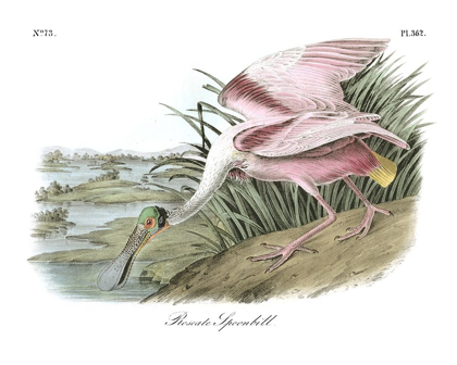 Picture of ROSEATE SPOONBILL