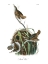 Picture of MARSH WREN