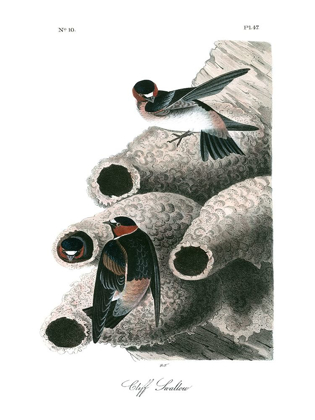 Picture of CLIFF SWALLOW