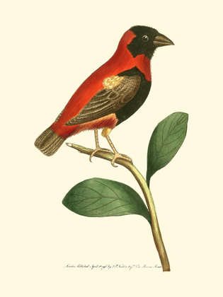 Picture of CRIMSON BIRDS I