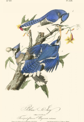 Picture of AUDUBON BLUE JAYS