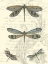 Picture of DRAGONFLY DELIGHT I