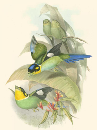 Picture of SMALL BIRDS OF TROPICS I