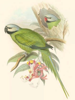 Picture of SMALL BIRDS OF TROPICS II