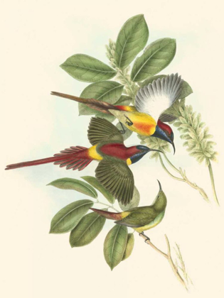 Picture of SMALL BIRDS OF TROPICS III