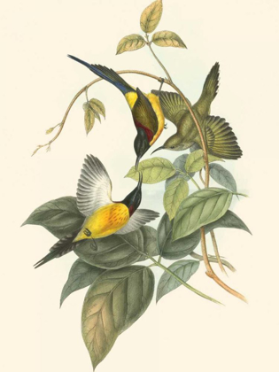 Picture of SMALL BIRDS OF TROPICS IV