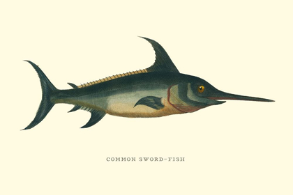 Picture of COMMON SWORD-FISH
