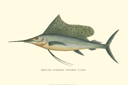 Picture of BROAD FINNED SWORD-FISH