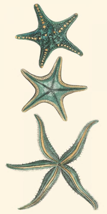 Picture of AQUAMARINE STARFISH I