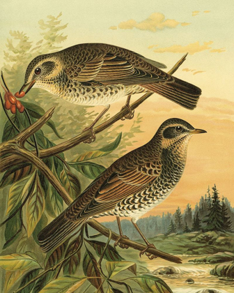 Picture of SMALL WOODLAND BIRDS II