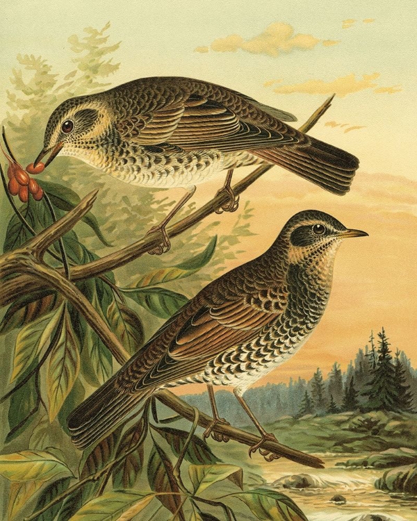 Picture of SMALL WOODLAND BIRDS II