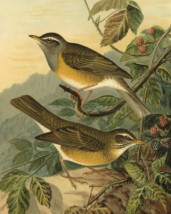 Picture of SMALL WOODLAND BIRDS III