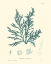 Picture of NATURE PRINT IN AQUA I