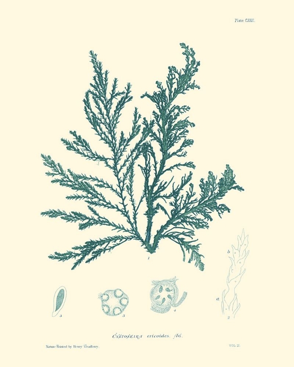 Picture of NATURE PRINT IN AQUA I