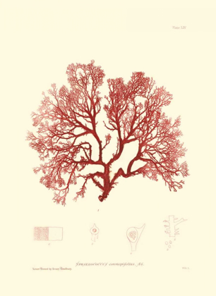 Picture of NATURE PRINT IN CORAL II
