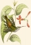 Picture of DELICATE HUMMINGBIRD I