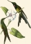 Picture of DELICATE HUMMINGBIRD III