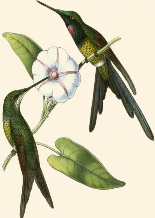 Picture of DELICATE HUMMINGBIRD III