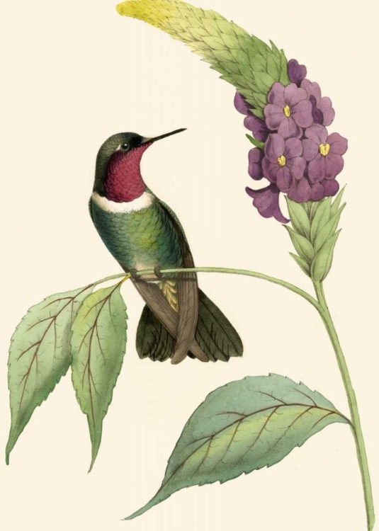 Picture of DELICATE HUMMINGBIRD IV