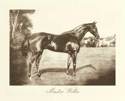 Picture of MASTER WILLIE