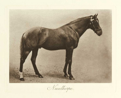 Picture of NUNTHORPE