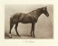 Picture of NUNTHORPE