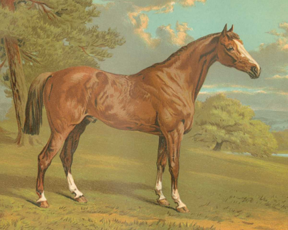 Picture of CASSELLS THOROUGHBRED I