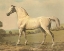 Picture of CASSELLS THOROUGHBRED II