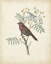 Picture of DELICATE BIRDS II