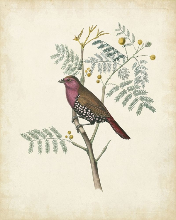 Picture of DELICATE BIRDS II