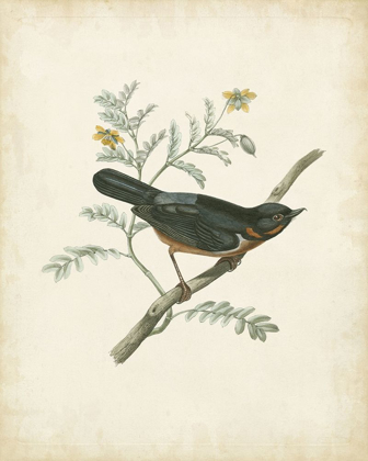 Picture of DELICATE BIRDS III