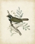 Picture of DELICATE BIRDS VI