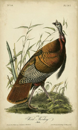 Picture of AUDUBON WILD TURKEY