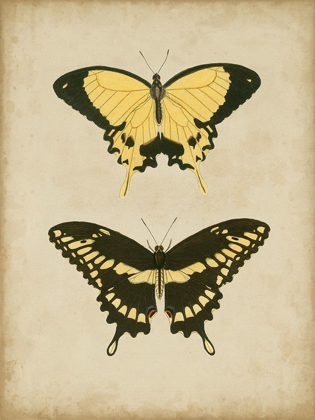 Picture of ANTIQUE BUTTERFLY PAIR I