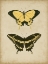 Picture of ANTIQUE BUTTERFLY PAIR I