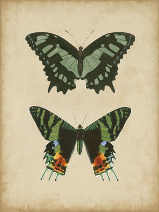 Picture of ANTIQUE BUTTERFLY PAIR II