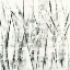 Picture of BIRCHES II