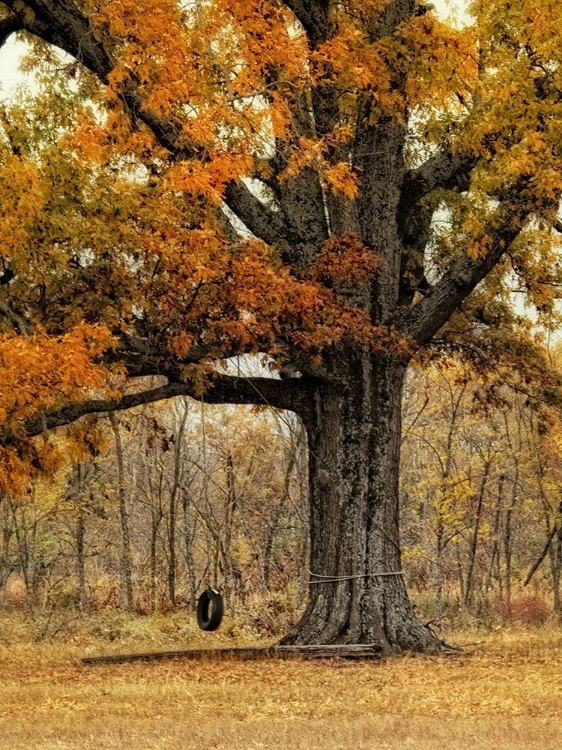 Picture of TREE SWING