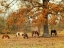 Picture of CALMLY GRAZING