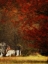 Picture of BEYOND OCTOBERS MAPLE