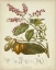 Picture of TWINING BOTANICALS IV
